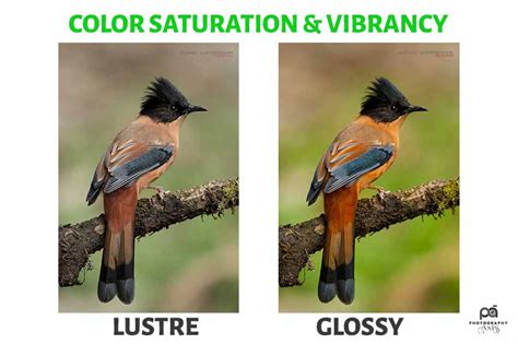 luster print vs glossy